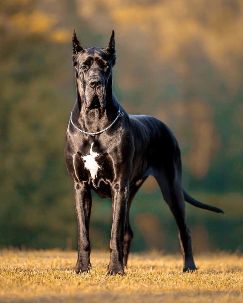 Pure black cheap great dane